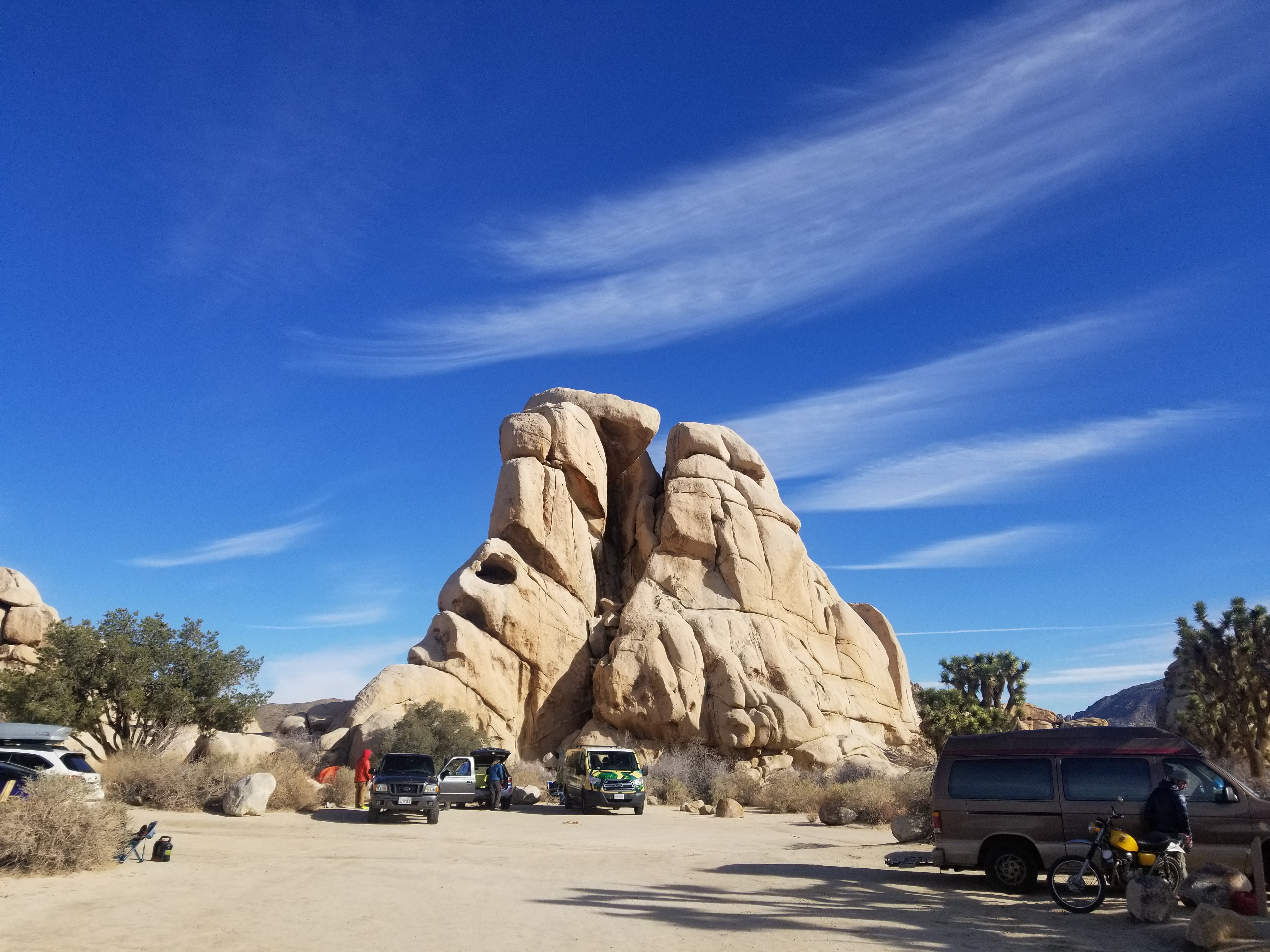 Joshua Trees